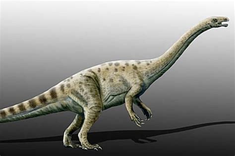 最原始的蜥脚恐龙:冰河龙 在冰川中被发现(体长仅6米)_探秘志