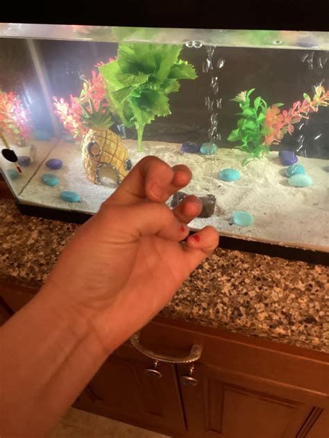 Why My Aquarium Fish Die: 7 Common Mistakes - Aquarium Tales
