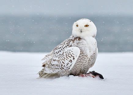 30 Snowy Owl Facts About The Most Intriguing Owl Species