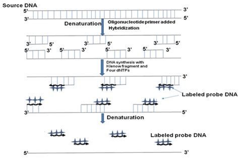 Figure 12.2: Preparation of radioactive probe by random primer method.