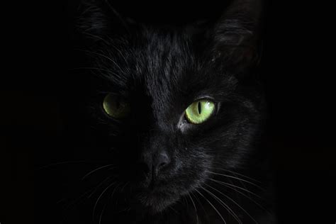 Black Cat Eyes Wallpapers - Top Free Black Cat Eyes Backgrounds ...
