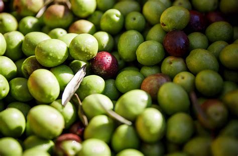 Download Freshly Picked Istrian Olives Wallpaper | Wallpapers.com