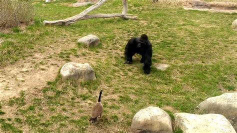 Rezultat imagine pentru Goose Attacks