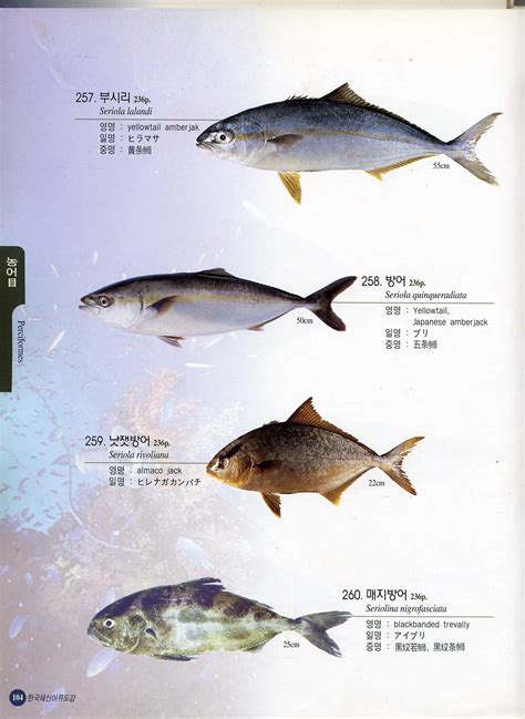 Frozen Yellowtail Fish,Korea price supplier - 21food