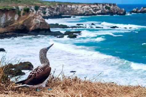 Discover Galapagos Flightless Cormorants | Santa Cruz II