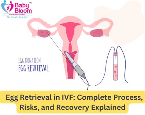 Egg Retrieval Ivf
