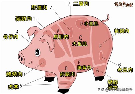 分割猪肉各部位介绍及吃法大全_蔬东坡资讯