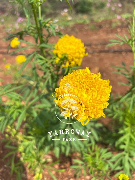 Phyllis African Marigold – Yarroway Farm