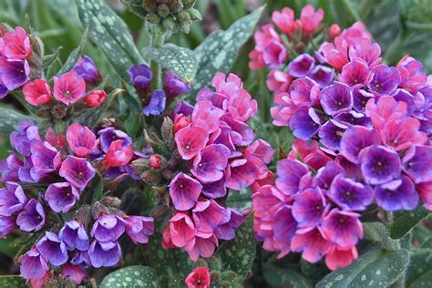 jinx synergy: Deer Resistant Perennial Plants And Flowers / 34 best ...