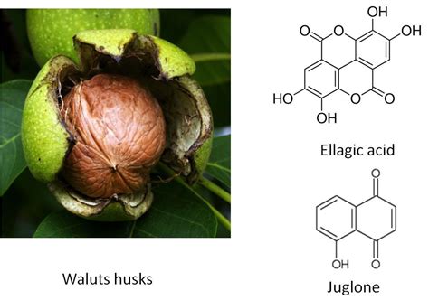 A Comprehensive Review on the Chemical Constituents and Functional Uses ...