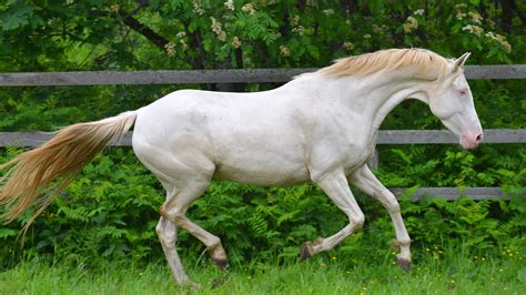 10 Most Beautiful Horse Breeds (According to Us)