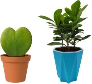 Phoolgram Heart Hoya Plant, Ficus Compacta Plant Price in India - Buy ...