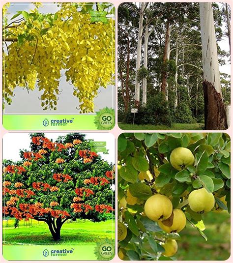 Creative Farmer Seeds Of Trees For Garden Cassia Fistula,Eucalyptus ...