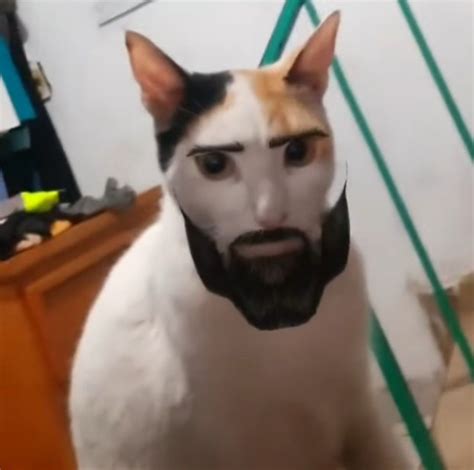 Black cats Kevin Hart in 2025 | Cat with human face, Crazy cats, Cat races