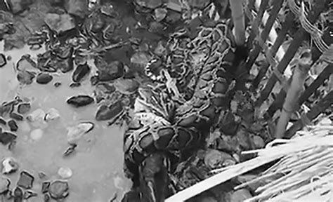 Image result for Python Eats Duck