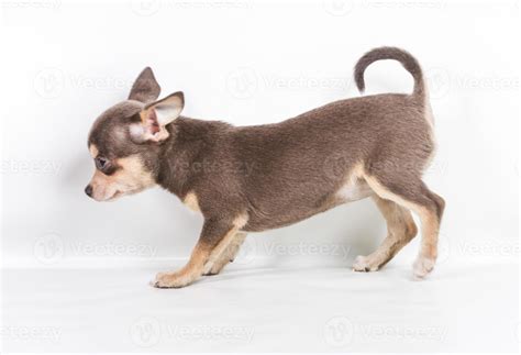 Chocolate and white Chihuahua puppy, 8 weeks old, standing in front of ...