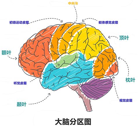 【整理】人体的大脑和小脑的分区和功能及作用 – 在路上
