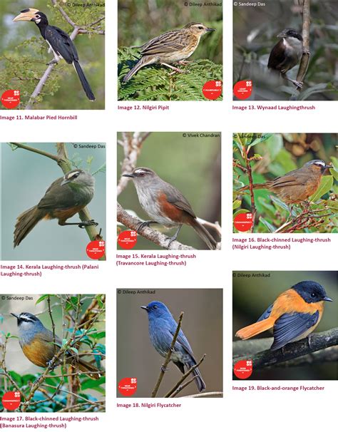Endangered Birds In Kerala