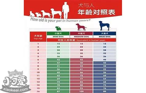 猫咪狗狗和人类的年龄对照表，它们7岁就开始老了？