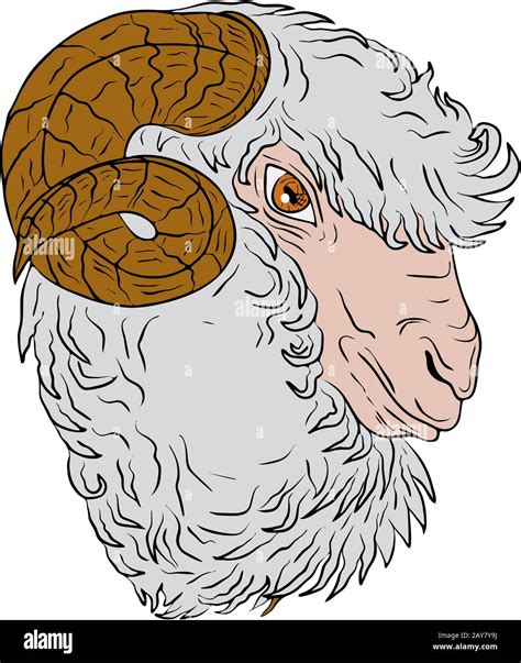 Merino Ram Sheep Head Drawing Stock Photo - Alamy