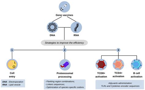 Third-Generation Vaccines: Features of Nucleic Acid Vaccines and Strategies to Improve Their ...