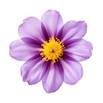 Image result for Flower