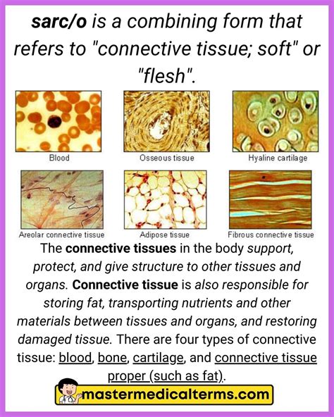 Types Of Connective Tissue Proper