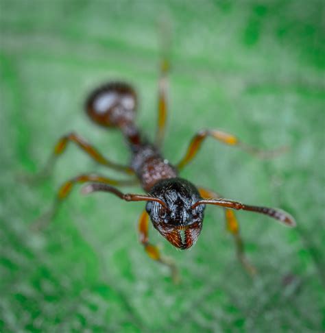 Dealing with Ant Infestations - The Dedicated House