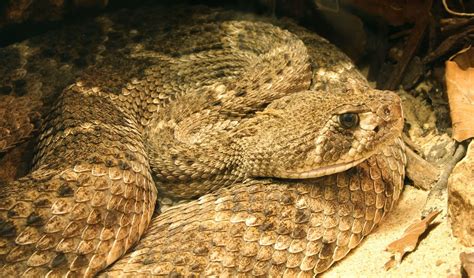 Western diamondback rattlesnake facts, distribution & population | BioDB