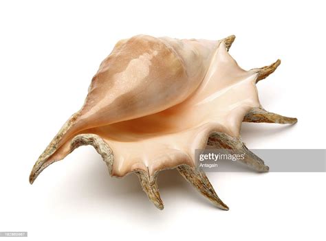 Image result for Shell Beginners