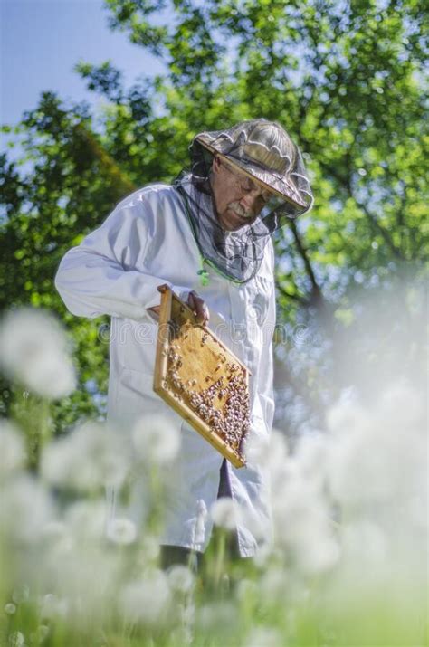 检查他的在蜂房的资深养蜂家蜂蜜 库存照片. 图片 包括有 - 146334240