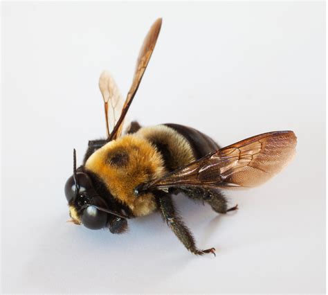 Do Carpenter Bees Sting? 5 Important Things To Know - Pest Pointers