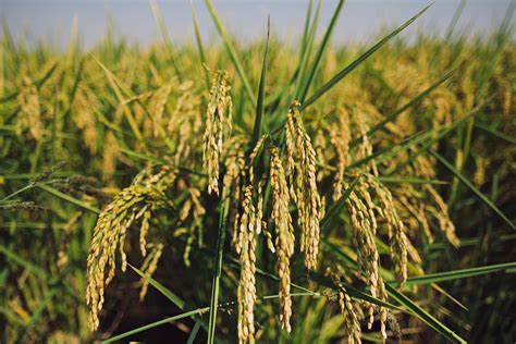 Contact — American Commodity Company, LLC