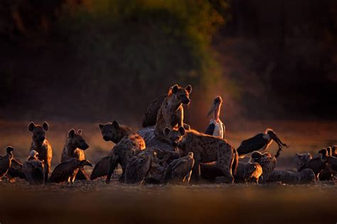 Do Lions Eat Hyenas? (+ Interesting Facts)