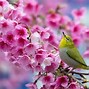 Image result for Amazing Spring Wallpaper