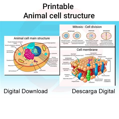 Basic Animal Cell Structure 的图像结果