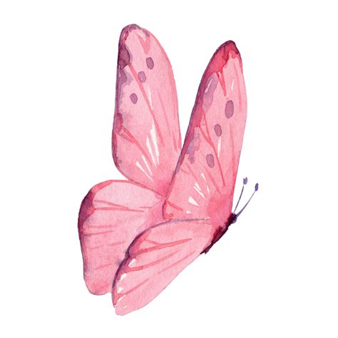 Pink Butterfly Drawing | Floral Art