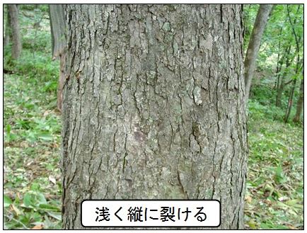 Image result for Hierarchy Data Structure SQL