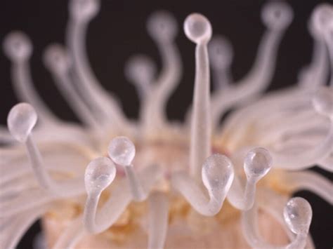 Sea Creatures in Glass | Meer