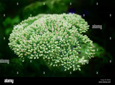 Image result for Vegetative Proportion Background