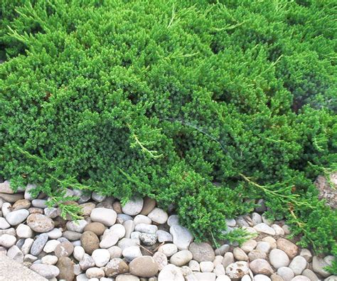 How to grow creeping juniper: evergreen ground cover advice | Homes and ...