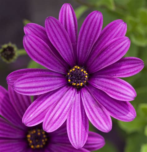 Purple flower Types Of Purple Flowers, Pretty Flowers, Amazing Flowers ...