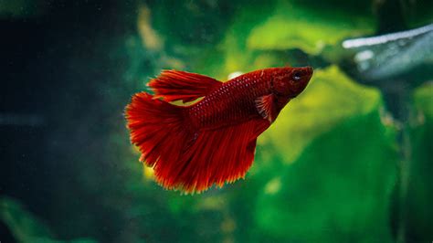Red Betta Fish Aquarium Water Blur Background HD Fish Wallpapers | HD ...