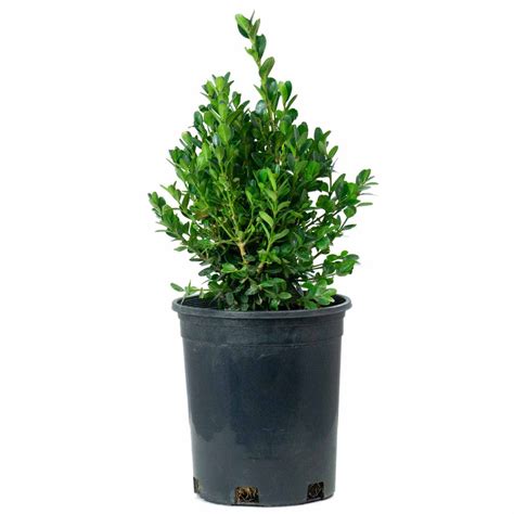 Dwarf English Boxwood — Green Acres Nursery & Supply