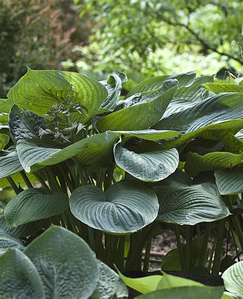 Hosta Hosta hybrid 'Empress Wu' 1 liter potte | Plantorama