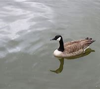 Image result for 大雁 Wild Geese