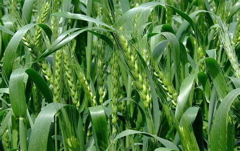 是小麦,小麦是什么,什么叫小麦_大山谷图库