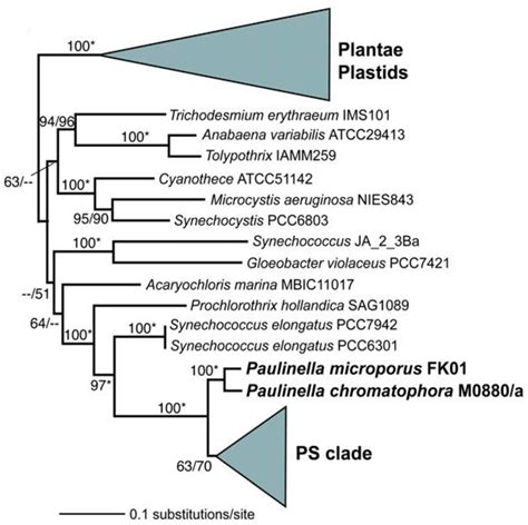Complex Plastids and the Evolution of the Marine Phytoplankton