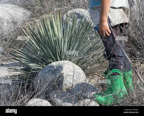 chaparral yucca (Hesperoyucca whipplei) Plantae Stock Photo - Alamy