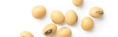 Soybean Wax Paper: Plant-Based Material for Food and Retail Packaging ...